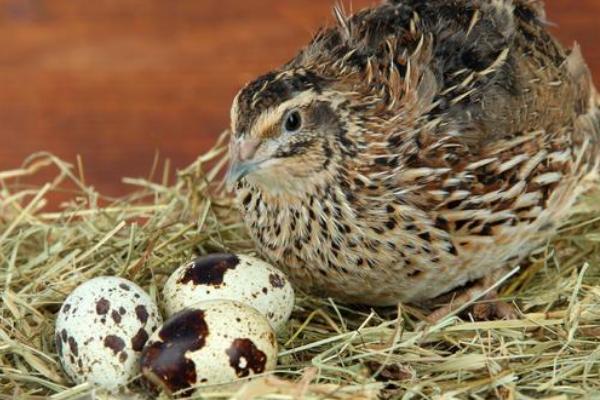 鹌鹑养殖多久下蛋，需要养殖42-45天才会下蛋