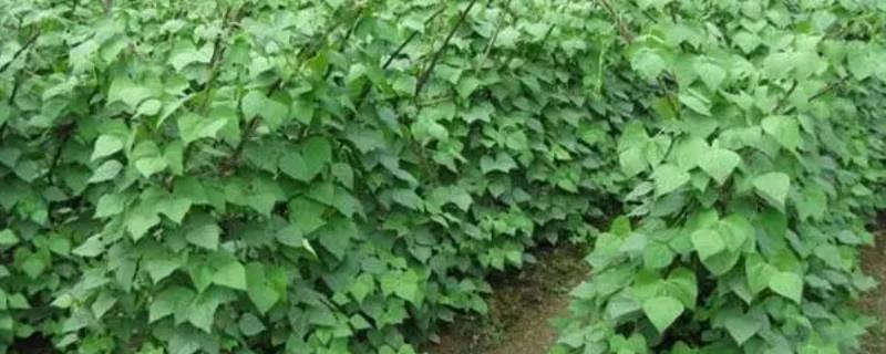 芸豆何时施肥，种植之前就要施基肥