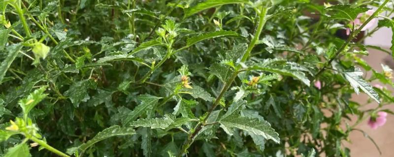 木槿掉花苞如何处理，需控温通风、控制水分等