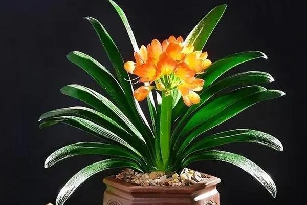适合家里养的花卉，适合养长寿花、君子兰、鸿运当头等