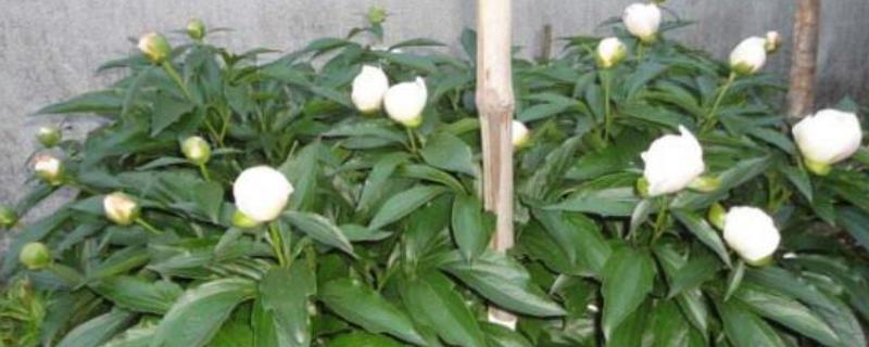 芍药花的盆栽养护方法，生长前期主施氮肥