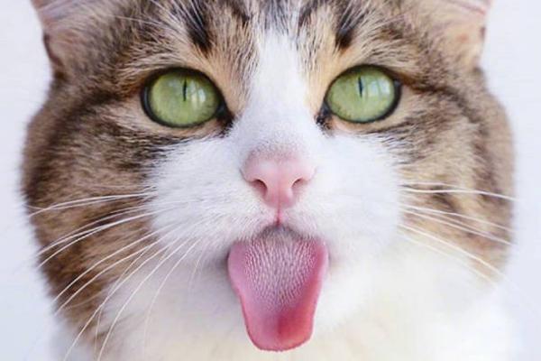 猫咪吐舌头的原因，可能是心情放松或身体疲惫等