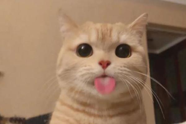 猫咪吐舌头的原因，可能是心情放松或身体疲惫等