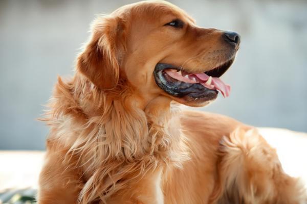 狗狗鼻炎吃什么药，鼻炎较轻的话通常不建议用药