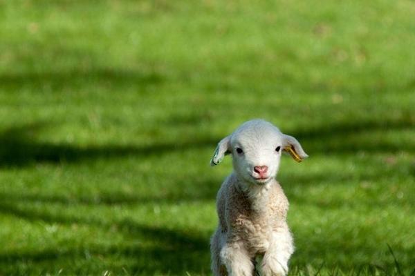 羊得了小反刍多少天能好，取决于病情的严重程度