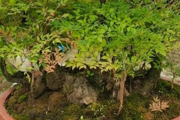 南天竹盆景如何制作，通常选择陶瓦盆