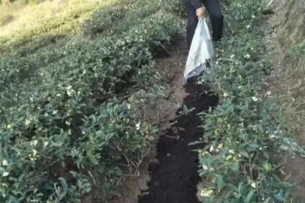 茶园如何正确施用有机肥，需根据树龄调整施肥量及施肥位置