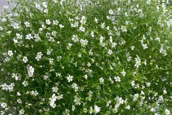 非常香的白色花有什么品种，常见的有樱花、白雪割草等