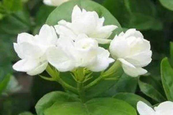 非常香的白色花有什么品种，常见的有樱花、白雪割草等