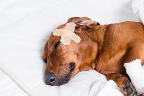 狗狗如果缺乏维生素会有哪些表现，缺乏不同的维生素的症状不同