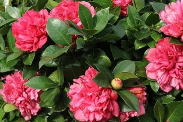 四季茶花掉叶子如何补救，要确保充足的光照