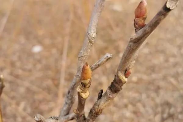 牡丹枝条干枯了还能不能发芽，只要根系正常便可发芽