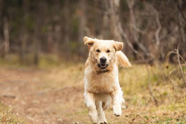 狗狗突然疯跑的原因，可能是兴奋或精力旺盛等