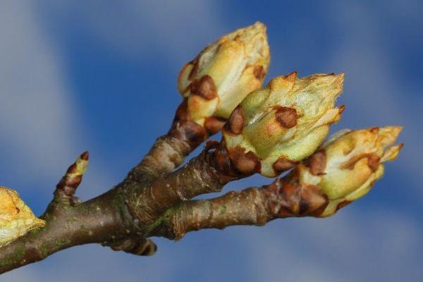 梨树花芽是什么，指梨树枝条上的芽