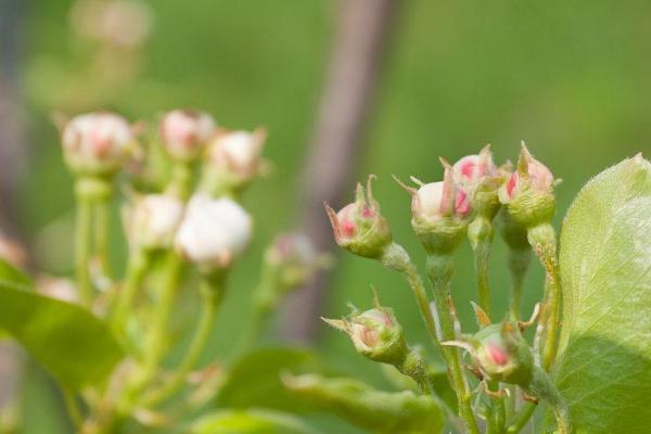 梨树花芽是什么，指梨树枝条上的芽