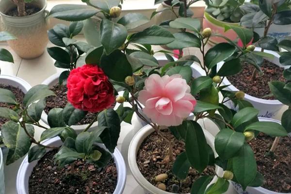 茶花可以扦插吗，可选择在每年初夏和秋季进行扦插