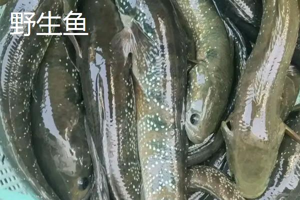 养殖鱼和野生鱼有什么区别，体型、脂肪含量均不同