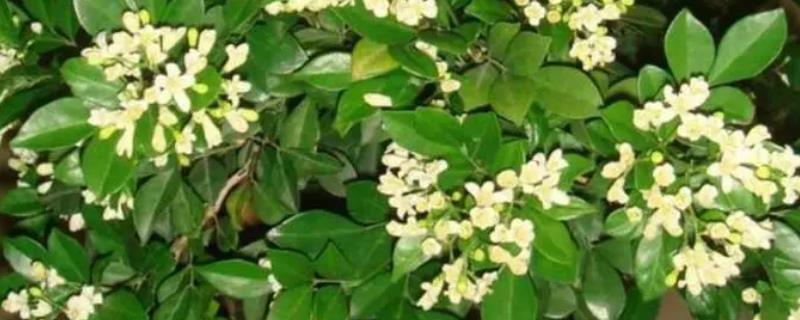 九里香的花期持续时间，最多持续3个月