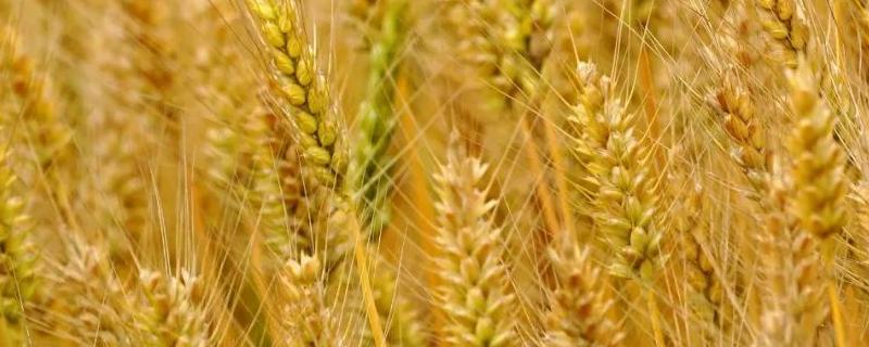 中麦1062（试验用名CA1062）小麦种子简介，冬性品种