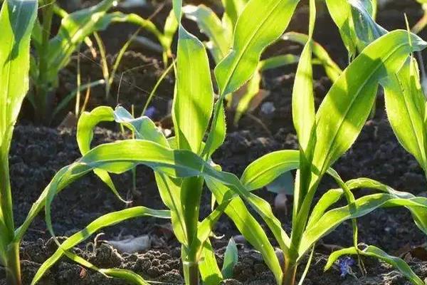 F3588玉米种子特征特性，高抗茎腐病