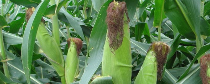 MC278玉米品种的特性，适宜播期5月1日左右