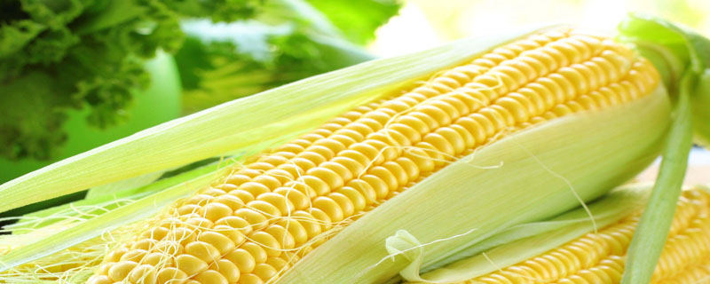 华美玉336玉米品种简介，适宜播期4月下旬至5月上旬