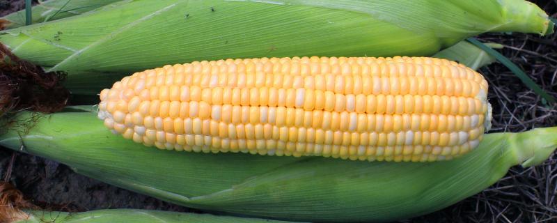 金园5玉米种子特征特性，高抗丝黑穗病（0%HR）