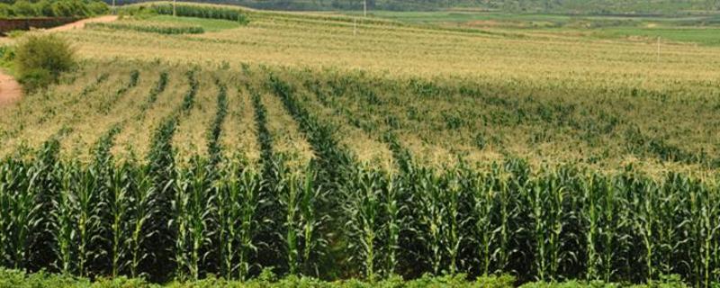 宏硕2700玉米种子简介，应选择肥力较好的地块种植