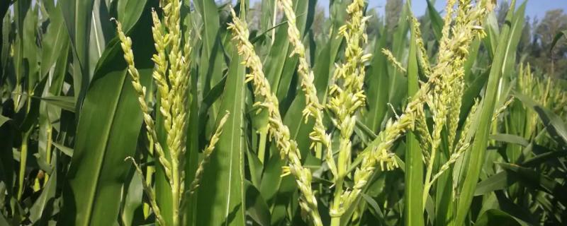 CM151玉米品种简介，采用种子包衣技术防治地下害虫