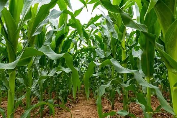 致泰6号玉米品种的特性，放赤眼蜂防治玉米螟虫