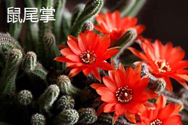 如何修剪白檀，在徒长的时候砍头处理