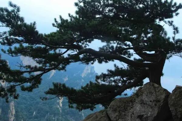 松树多久能看出成活，需根据长势等因素判断且没有固定时间