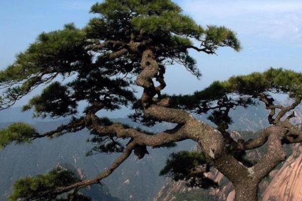 松树多久能看出成活，需根据长势等因素判断且没有固定时间