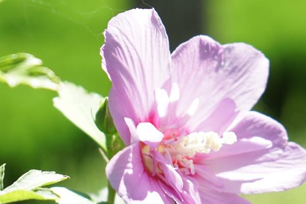 木槿花有哪些品种，包括木槿花原种、白花重瓣木槿、粉紫重瓣木槿等种类