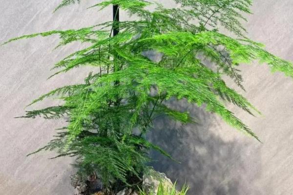 文竹对温度的要求，适合生长在温度为16-24℃的环境中