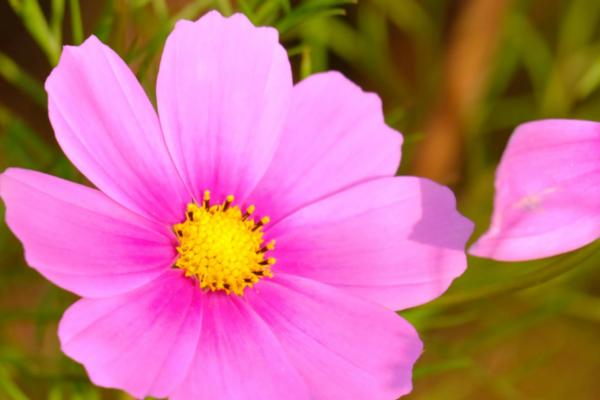 秋英花的花语是什么，寓意初恋、单纯、热情等