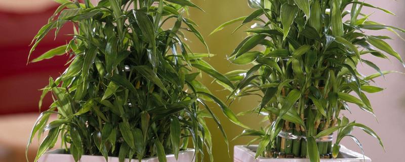 养富贵竹的水发臭如何解决，取出植株并洗净、剪除烂根经过消毒后再重新栽植