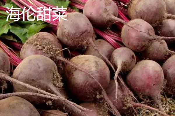 黑龙江海伦市的特产，有着悠久的甜菜种植历史