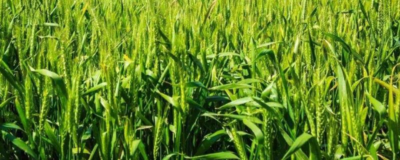 龙麦808小麦种子特征特性，该品种属半冬性中熟品种
