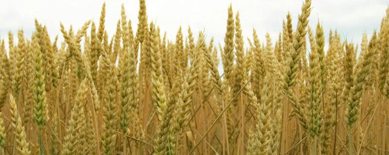中信麦68小麦种子特点，适宜播种期为10月1～15日