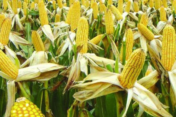 双惠207玉米种子特点，适宜播期4月下旬至5月初