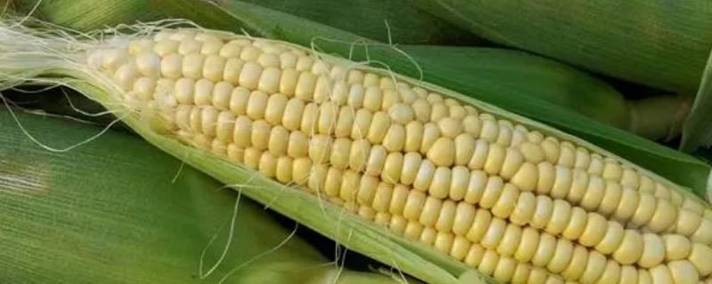 中地89玉米品种简介，适宜播期4月中下旬
