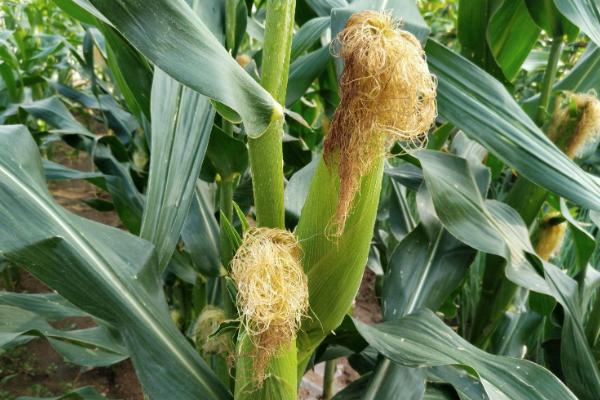 兰库8017玉米种子特征特性，适宜播期4月下旬至5月上旬