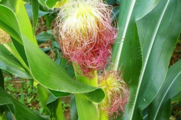 DF606玉米种子介绍，适宜播期4月下旬至5月上旬