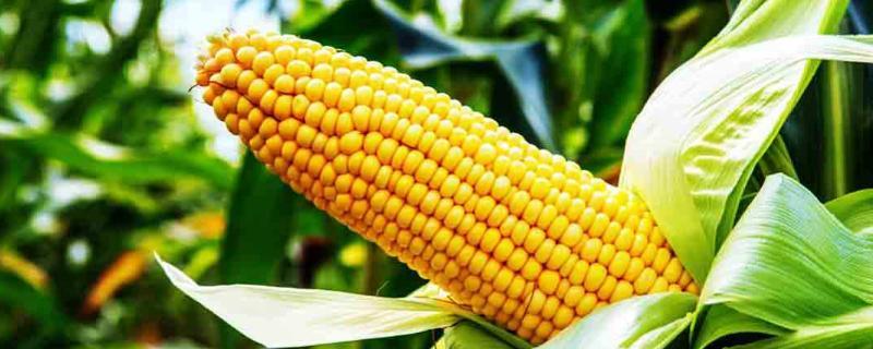 R5156玉米种子介绍，该品种为高淀粉玉米品种