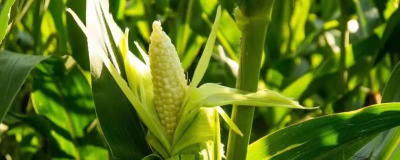 大德410玉米种简介，中抗玉米螟（5.7MR）