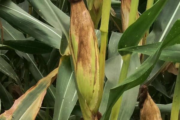荣育58玉米种子特点，品种株型半紧凑