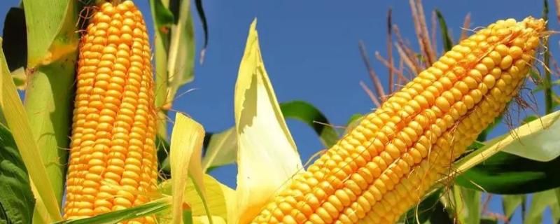 V8玉米种子介绍，品种株型紧凑