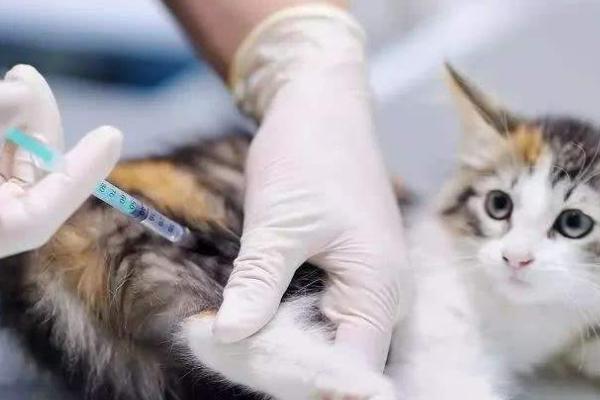 猫咪的传染病疫苗能不能推迟打，通常不建议推迟超过5-7天