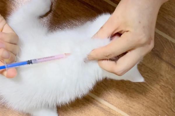 猫咪的传染病疫苗能不能推迟打，通常不建议推迟超过5-7天